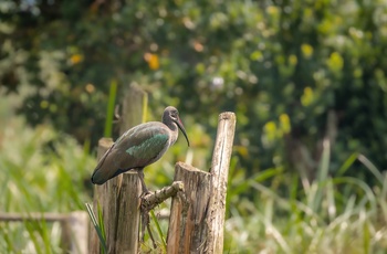 Hadada ibis kan ses ved Mutanda-søen i Uganda