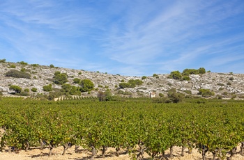 Vinmarker i Gruissan, Languedoc-Roussillon, Frankrig