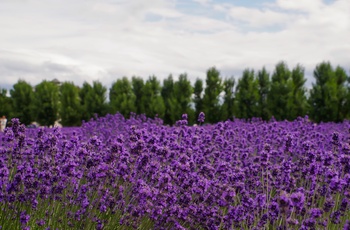 Lavendel i fuld blomst - engelsk Hidcote lavendel opkaldt efter Hidcote Garden (Lavandula angustifolia)