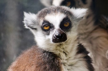 Lemur i Zoo