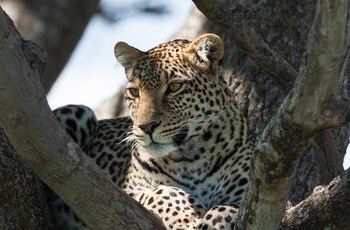 Leopard i Lake Mburo National Park - Uganda
