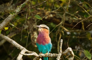 Lillabrystet ellekrage i Lake Mburo National Park - Uganda