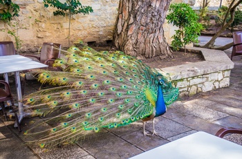 Påfugl i Castelo de Sao Jorge, Lissabon