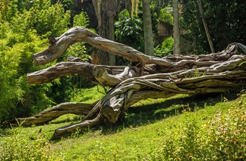 Væltet træ i Jardim Botânico Tropical , Lissabon