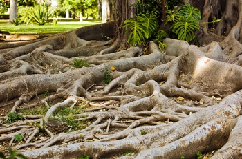 Jardim Botânico Tropical i Lissabon
