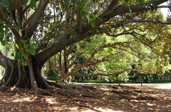 Væltet træ i Jardim Botânico Tropical, Lissabon