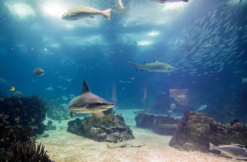 Haj og fisk i Oceanarium i Lissabon