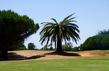 Palme på golfbane i Lissabon