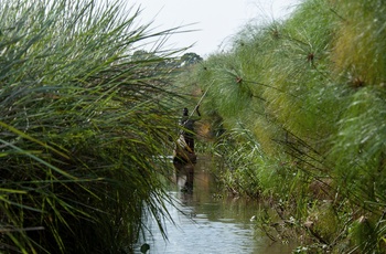 Lokal i trækano gennem Mabamba Swamp - Uganda