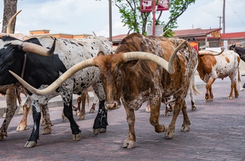 Longhorn Cattle ved Forth Worth Stockyards