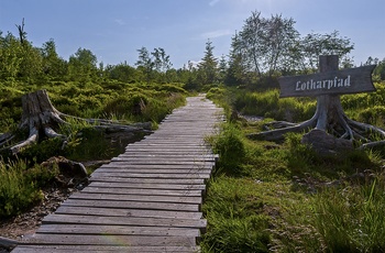 Lotharfpad © Luis Scheuermann (Nationalpark Schwarzwald)