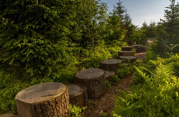 Lotharfpad © Luis Scheuermann (Nationalpark Schwarzwald) 