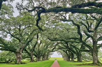 Allé af egetræer på Oak Alley Plantation i Louisiana, USA