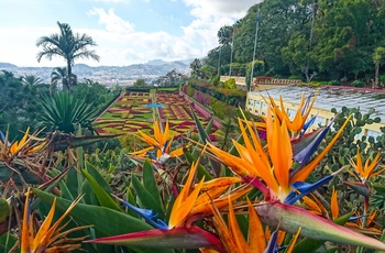 Jardim Botanico - Madeira