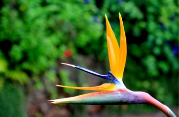 Jardim Botanico - Madeira