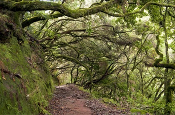 Laurisilva - Madeira