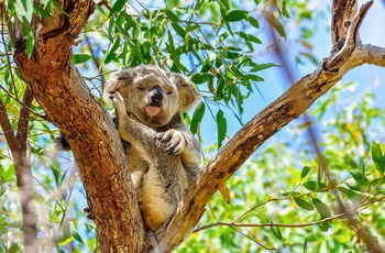 Sovende koala på Magnetic Island