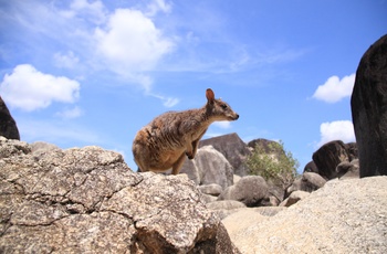 Wallaby på Magnetic Island