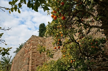Appelsintræer i Alcazaba i Malaga, Andalusien