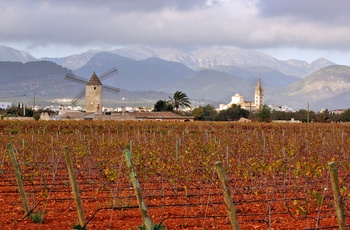 Vinmark og byen Binissalem midt på Mallorca