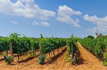 Vinmark på Mallorca