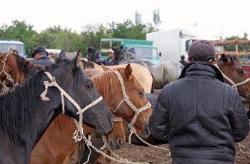 Marked med heste og andre dyr i Karakol i Kirgisistan