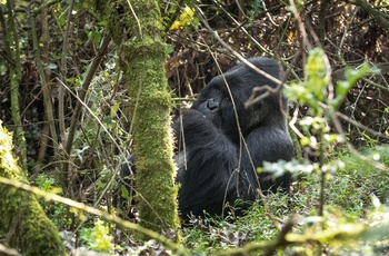 Silverback i Mgahinga Gorilla National Park - Uganda