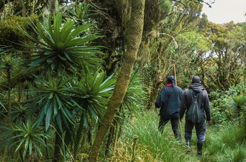 På gorilla-trekking i Mgahinga Gorilla National Park - Uganda
