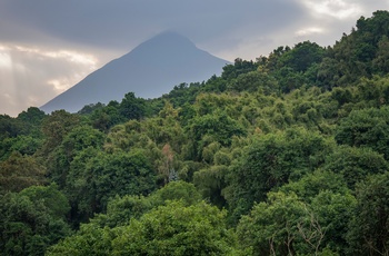 Tæt regnskov og udsigt til en af de sovende vulkaner i Mgahinga Gorilla National Park - Uganda