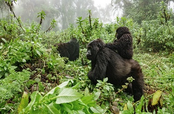 Bjerggorillaer i Mgahinga Gorilla National Park - Uganda