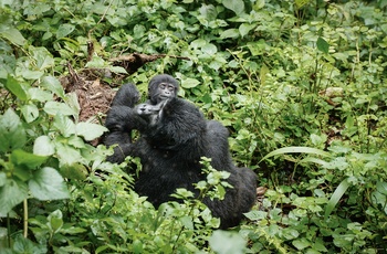 Bjerggorillaer i Mgahinga Gorilla National Park - Uganda