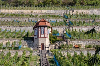 Vinmark nær Freyburg i Midttyskland