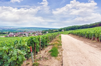 Montagne de Reims - vinmarker