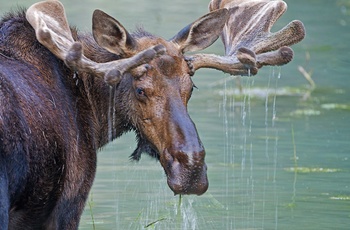 Kæmpe elg i Glacier National Park, Montana i USA