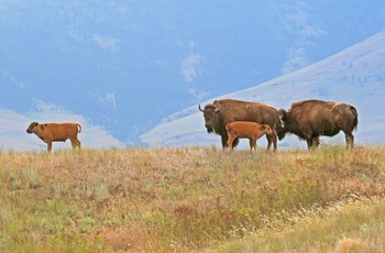Bison familie i National Bison Range i Montana, USA
