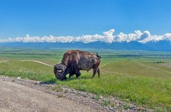 Stor bison i National Bison Range i Montana, USA