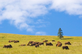 Bisonflok i National Bison Range i Montana, USA