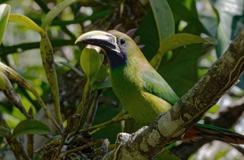 En af de mange farverige fuglearter i Monteverde Cloud Forest Reserve - Costa Rica