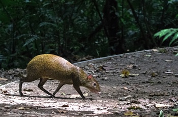 En mellemamerikansk agouti (gnaver) i Monteverde Cloud Forest Reserve - Costa Rica