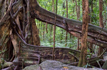 Rødderne af en kæmpe sporemahogni ved Mossman Gorge i Daintree National Park, Queensland