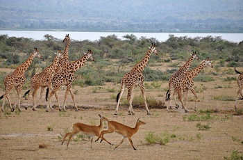 En flok giraffer i Murchison Falls National Park - Uganda