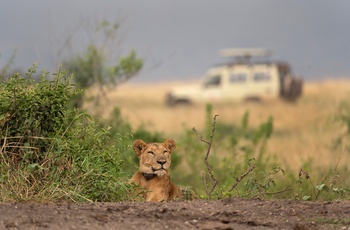 Løve i Murchison Falls National Park - Uganda
