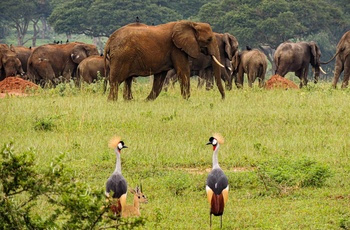Elefanter og kongetraner i Murchison Falls National Park - Uganda