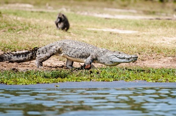 Krokodille i Murchison Falls National Park - Uganda