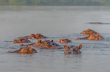 Flodheste i Murchison Falls National Park - Uganda