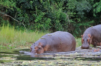 Flodheste i Murchison Falls National Park - Uganda