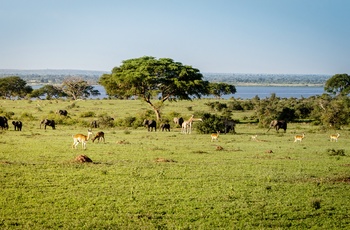 En flok elefanter og andre vilde dyr i Murchison Falls National Park - Uganda
