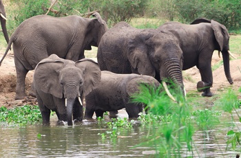 En flok elefanter i Murchison Falls National Park - Uganda
