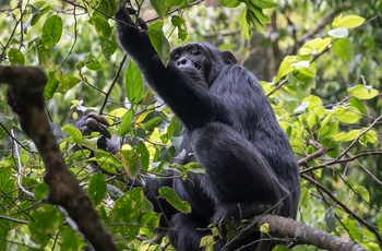Chimpanse i Murchison Falls National Park - Uganda