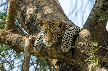 Leopard i Murchison Falls National Park - Uganda